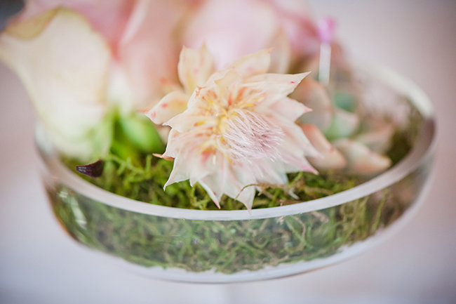 Pearls and Lace Pink Love Birds Wedding at Langkloof Roses