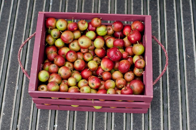 Wedding Food - Apples - Arts in Fotos Photography