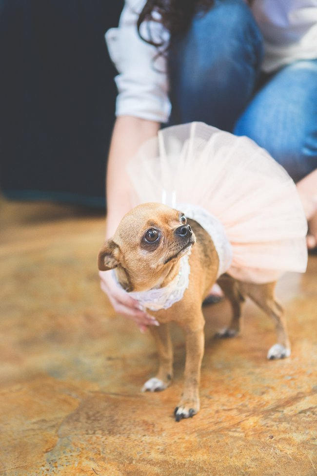 Cute Puppy Dog    // Delightfully Handmade DIY Teal Turquoise Peach Vintage South African Wedding // Genevieve Fundaro Photography 