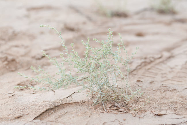 Whimsical Arizona Desert Engagement Shoot