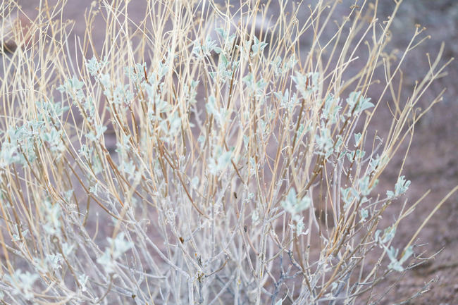 Whimsical Desert Engagement Shoot Morgan McLane Photography 