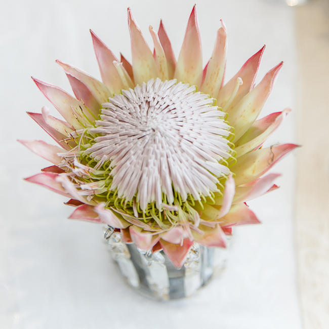 Pink, blush and cream wedding reception table details with stunning King Protea // Lightburst Photography