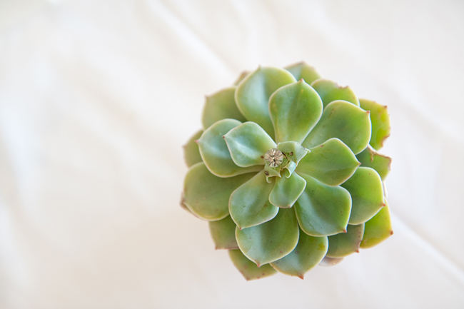 Succulent Wedding Decor