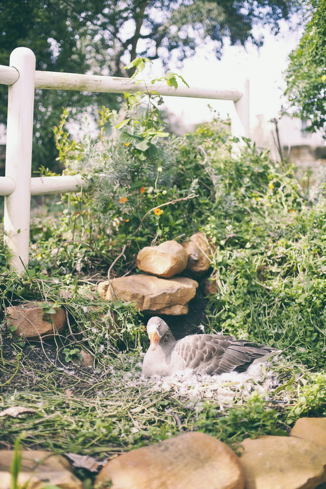 Protea Filled Wedding at Langkloof Roses {Tertius Gous Photography}