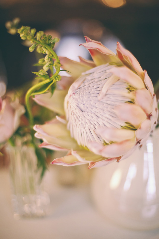 Protea Filled Wedding at Langkloof Roses {Tertius Gous Photography}