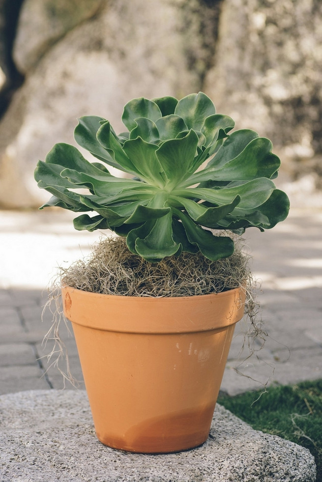 Rustic Nevada Wedding Ceremony with succulents // Lauren Lindley Photography