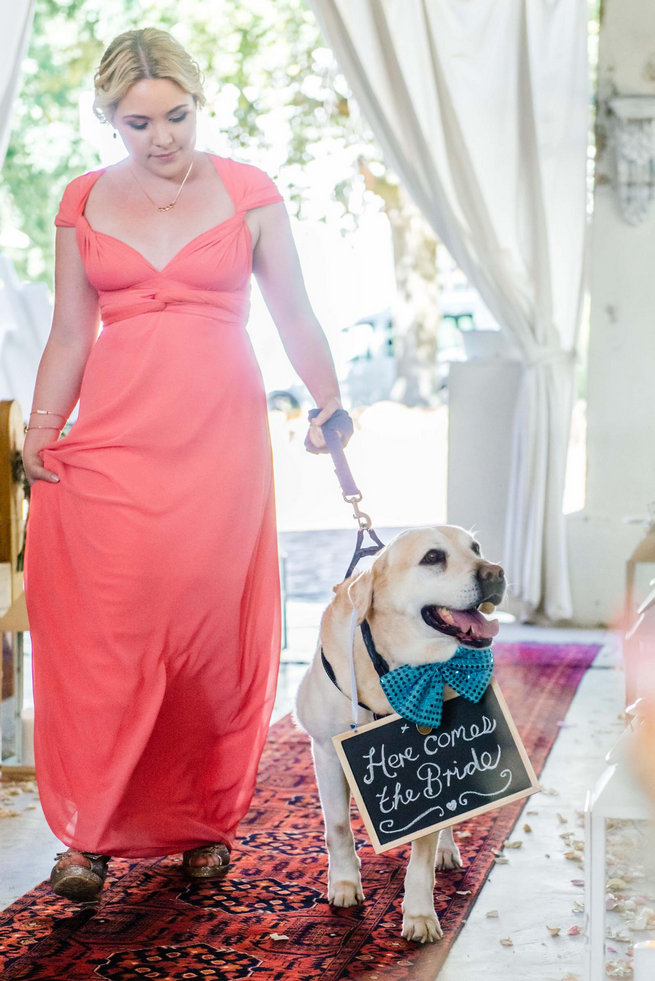 Family dog walking down the aisle / / Langkloof Roses Wedding, Cape Town - Claire Thomson Photography