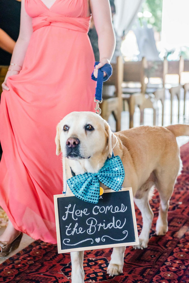 Family dog walking down the aisle / / Langkloof Roses Wedding, Cape Town - Claire Thomson Photography