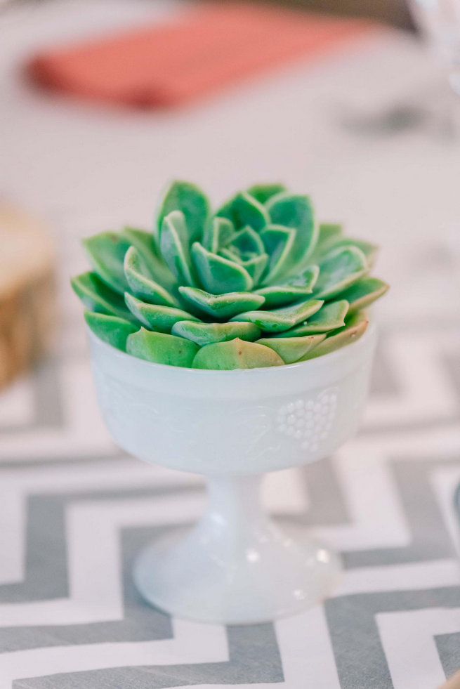 Echeveria succulent // Langkloof Roses Wedding, Cape Town - Claire Thomson Photography