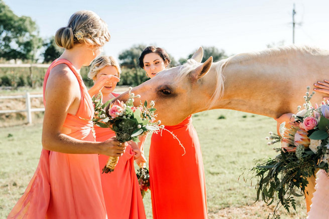 Horse eating bouquets! / Langkloof Roses Wedding, Cape Town - Claire Thomson Photography