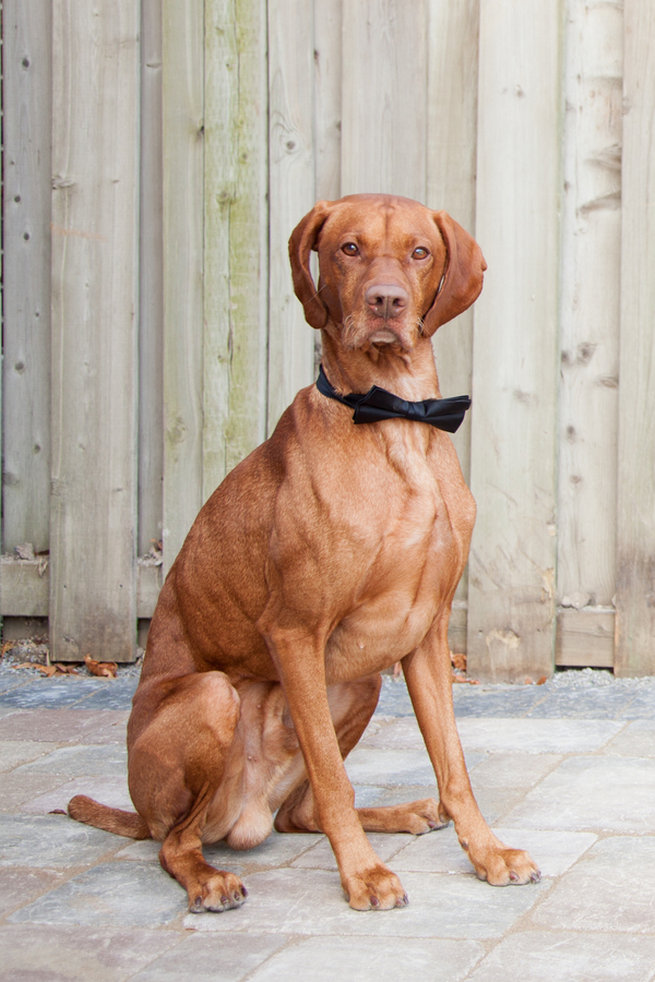 Dog groomsman / groomsdog in bowtie - Vintage-Inspired White Glamorous Wedding Wedding - Haley Photography