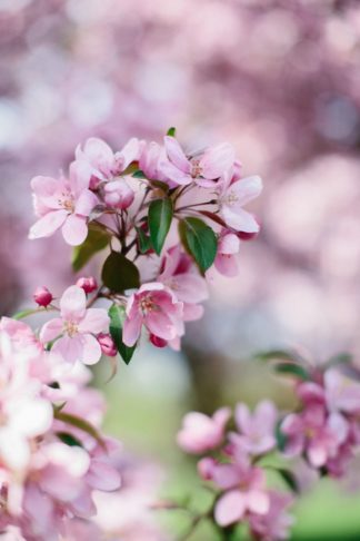 Apple Blossom Engagement Photographs in Ottawa. Photography: Grace & Gold Studio