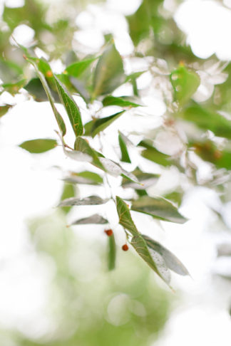 Elegant White + Green Potchefstroom Wedding. (Carolien & Ben Photography)