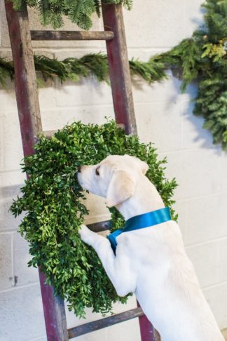 Natural Winter Holiday Wedding Ideas in Green