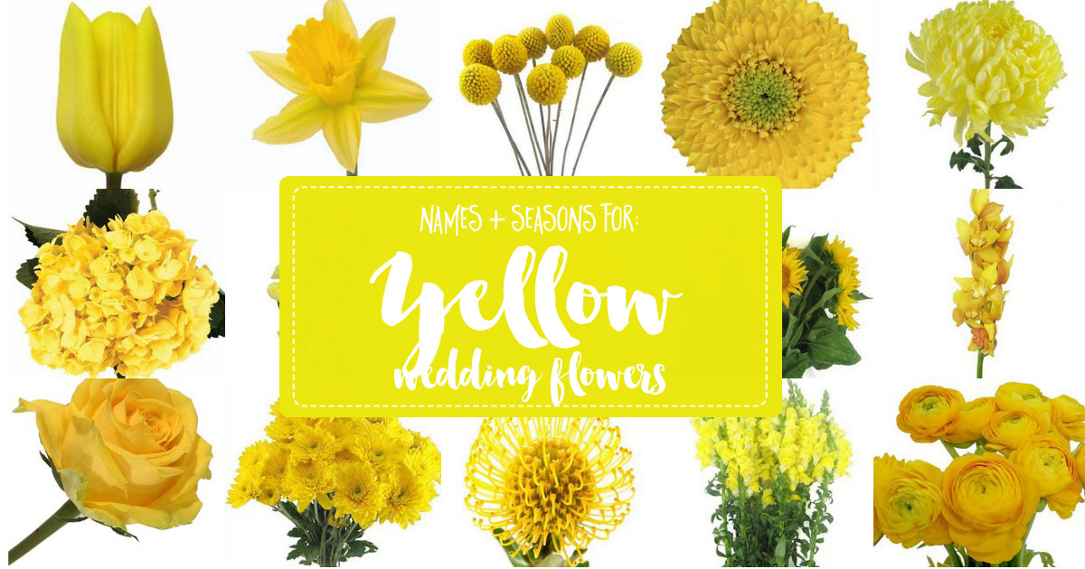 yellow flowers names and pictures