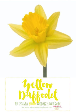 Types of Yellow Flowers - Yellow Daffodil