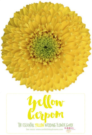 Types of Yellow Flowers - Yellow Gerpom