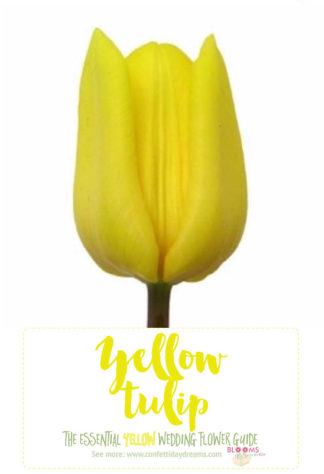 Yellow Wedding Flowers - Yellow Tulip
