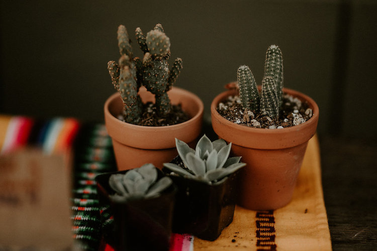 Vegan Taqueria Zero Waste Wedding in LA 