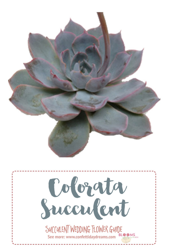 Wedding Flower Guide: Succulent Dictionary