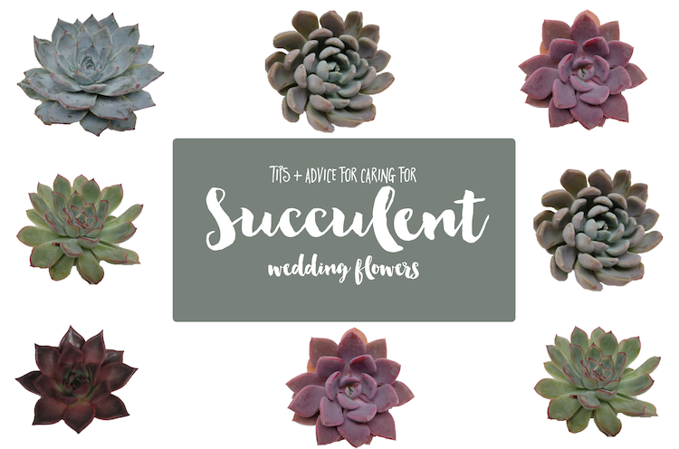 Wedding Succulents: Care and tips