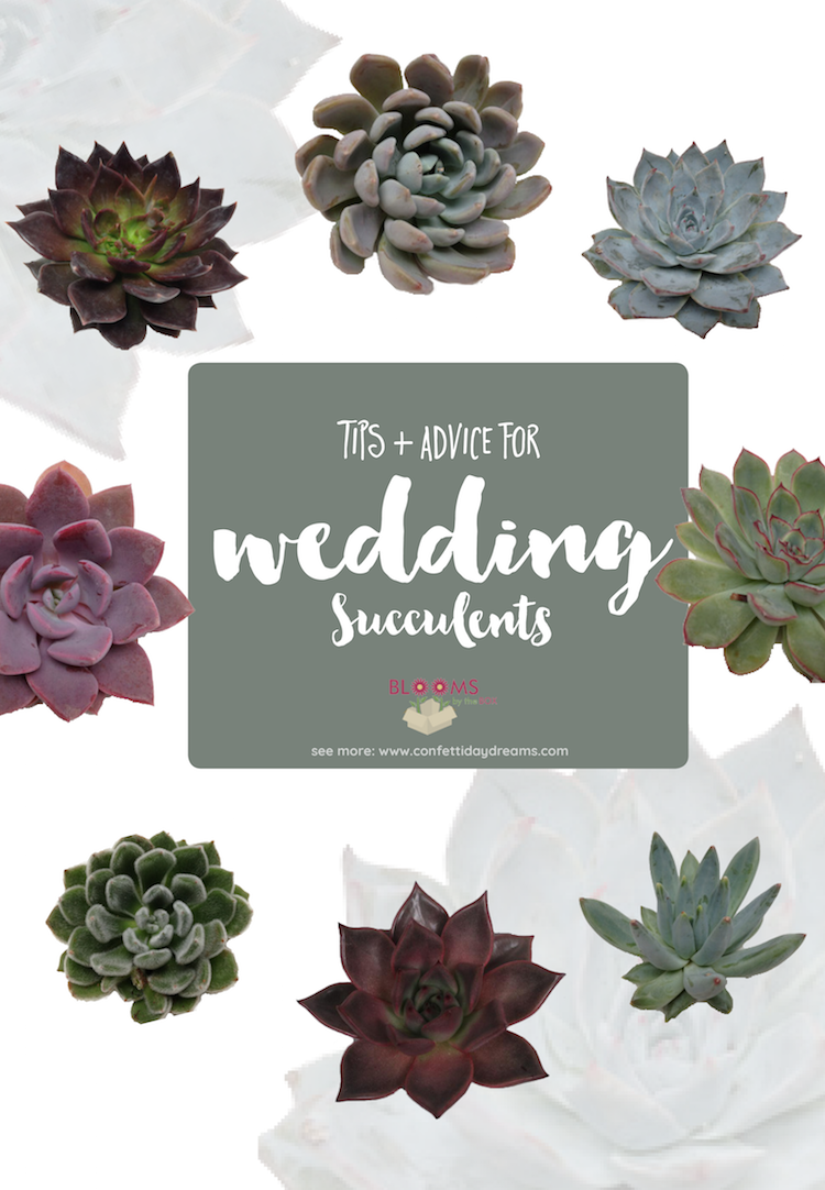 Wedding Succulents: Care and tips