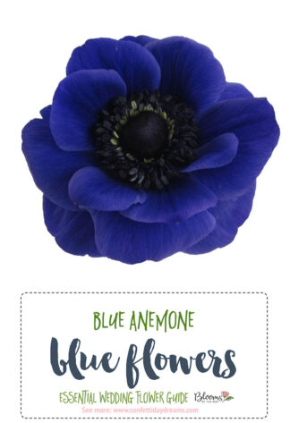 Blue Anemone - Blue Wedding Flowers