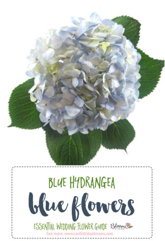 Blue Hydrangea - Blue Wedding Flowers