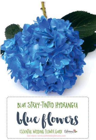 Blue Spray-Tinted Hydrangea - Blue Wedding Flowers