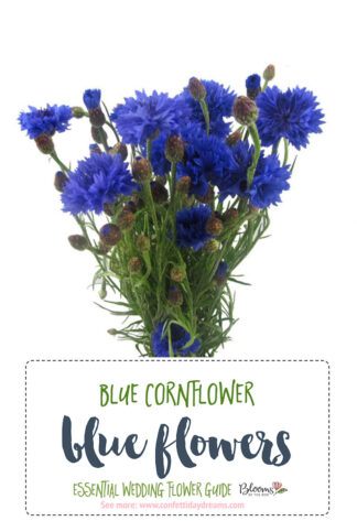 Blue cornflower - Blue Wedding Flowers
