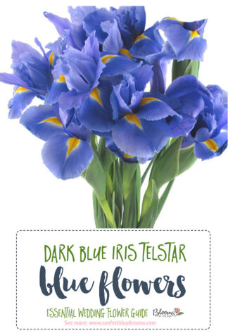 dark blue iris telstar - Blue Wedding Flowers