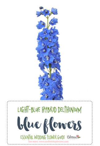 light-blue hybrid delphinium - Blue Wedding Flowers