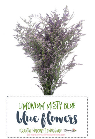 limonium misty blue - Blue Wedding Flowers