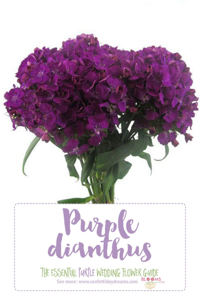 Complete Guide to Purple Wedding Flowers, Purple Flower Names + Pics