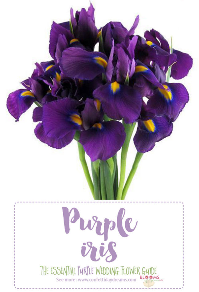 Complete Guide to Purple Wedding Flowers, Purple Flower Names + Pics