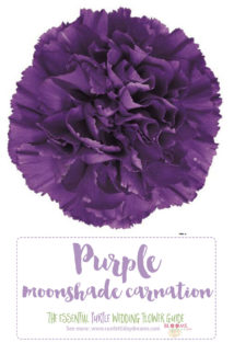 Dark Purple Flower