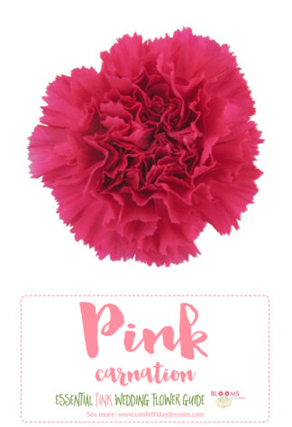 Pink Flowers Names