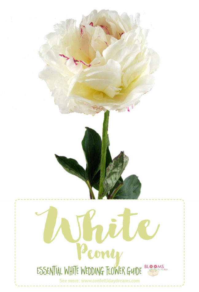White Wedding Flowers Guide Types of White Flowers, Names + Pics