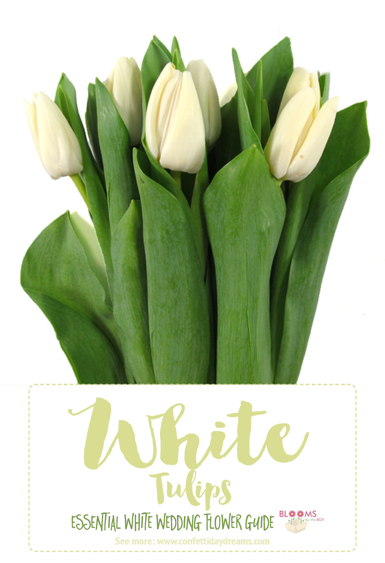 White Wedding Flowers Guide Types of White Flowers, Names + Pics