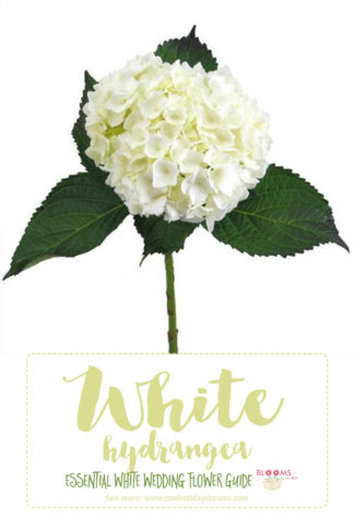types of white flowers