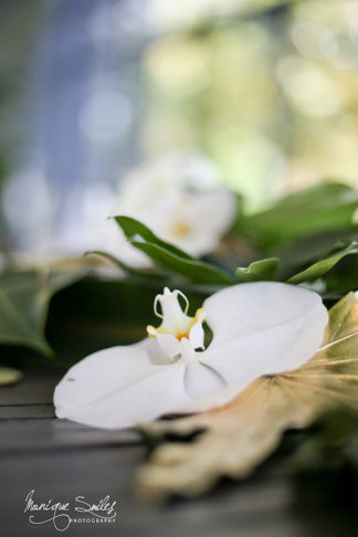 Wedding Greenery