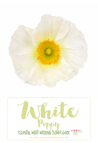 types of white flowers