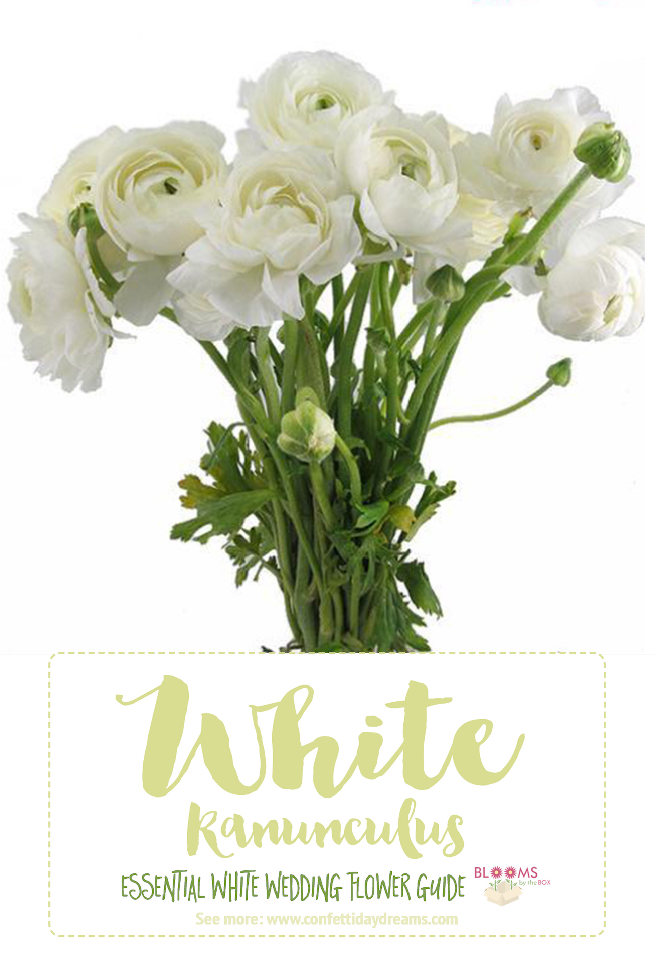 White Wedding Flowers Guide: Types of White Flowers, Names + Pics