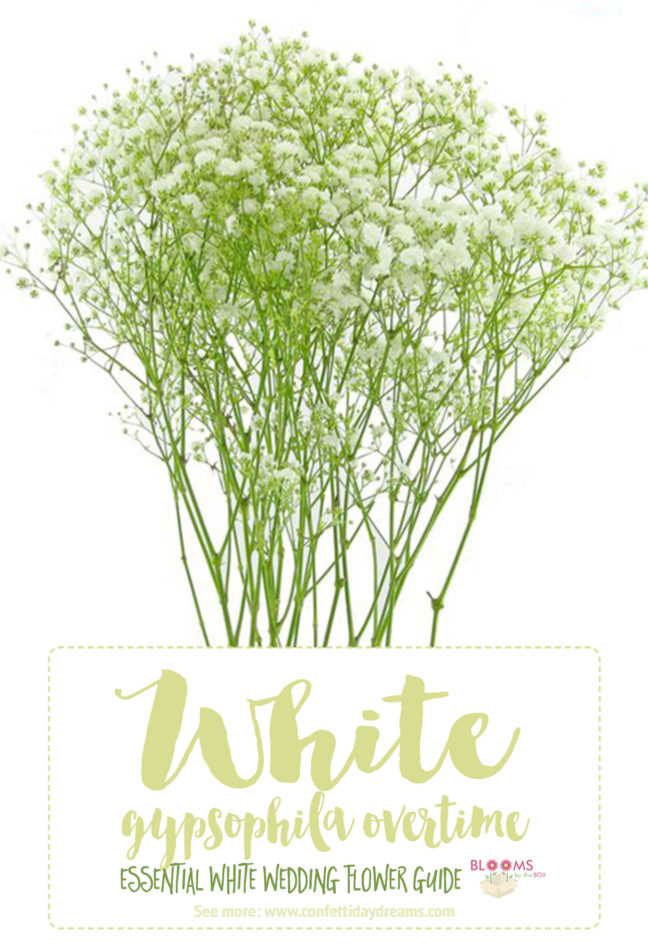 White Wedding Flowers Guide: Types of White Flowers, Names + Pics