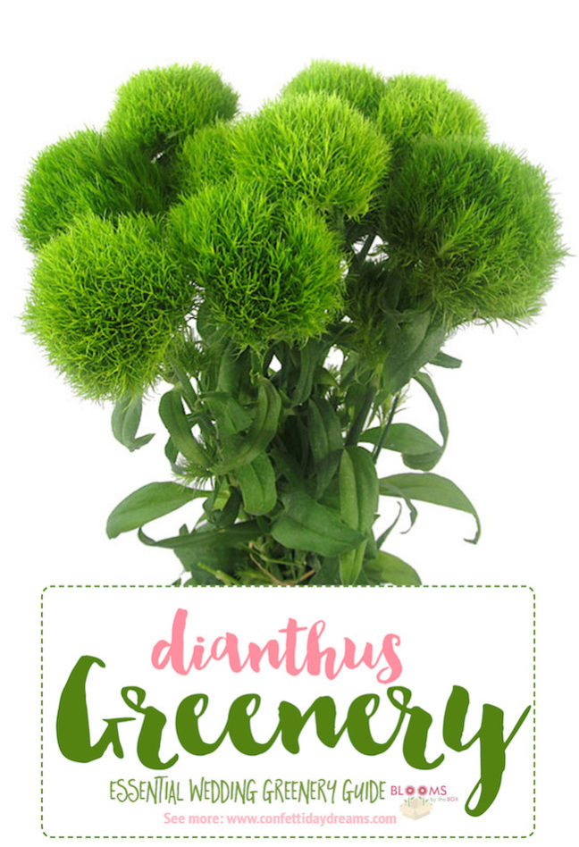 The Essential Guide to Greenery for Weddings + Green Flower Names!
