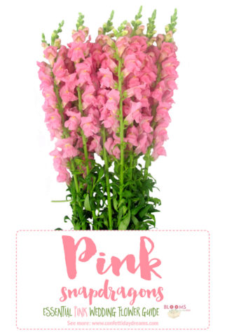 types of pink flowers names